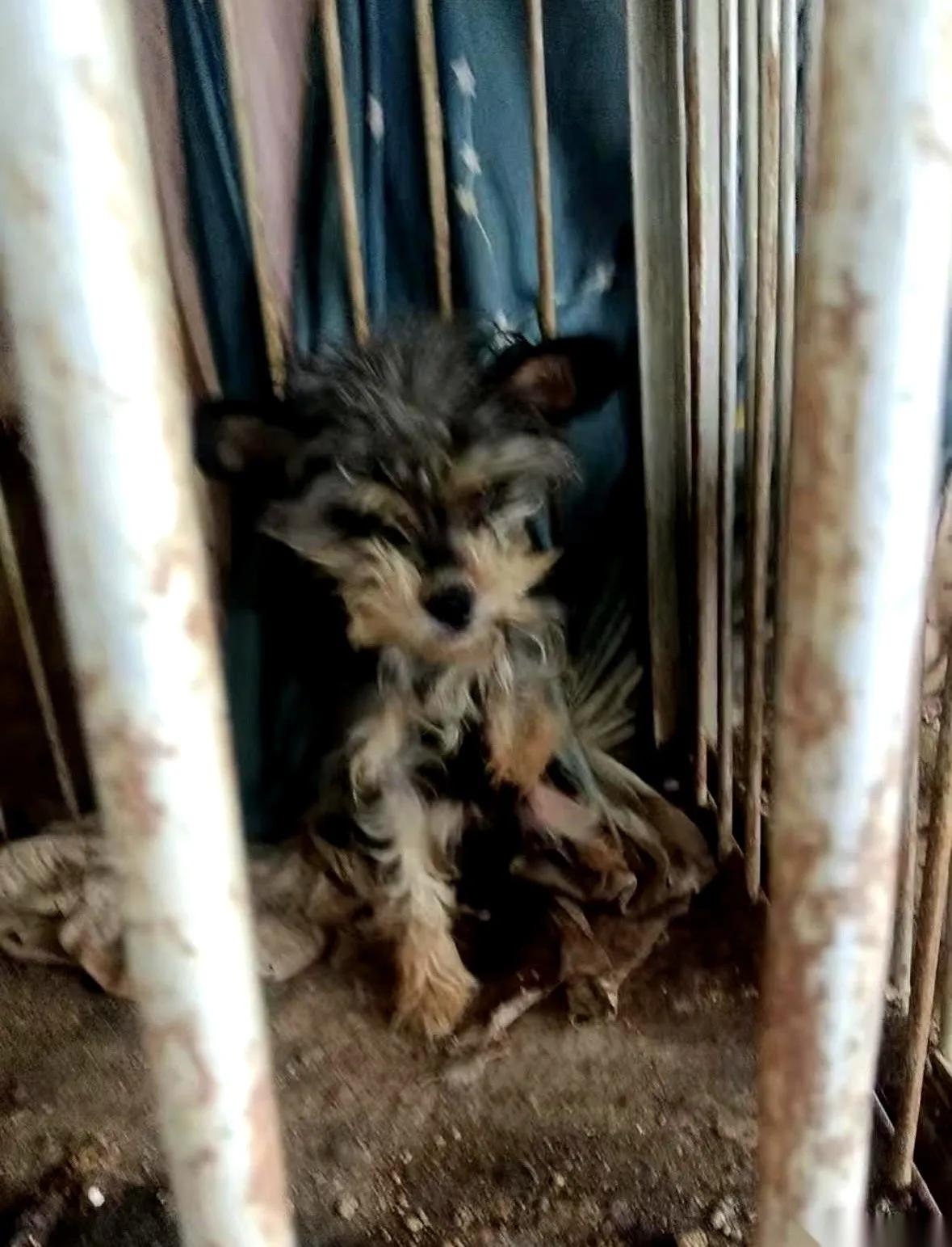 云南玉溪这家“犬留所”真的刷新底线！

    狗子被关在铁笼里泡在屎尿中，
