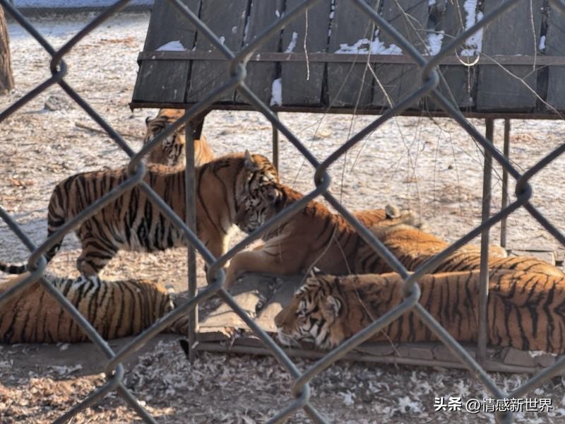 来看看超有趣又威风的老虎图片！重庆有对老虎版“没头脑”和“不高兴”爆火了，它们是