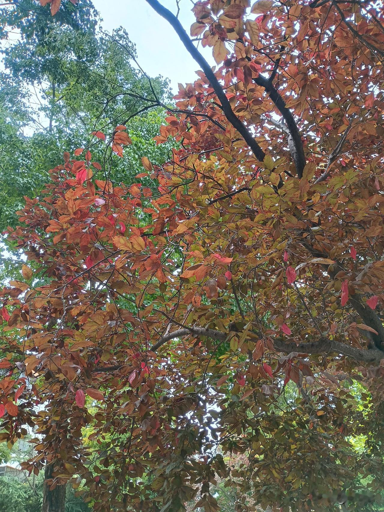 七绝｜九月秋色吟
九月开来雨显闲，
秋枝潋滟似花颜。
宛如碧海时光溅，
尽染苍葱