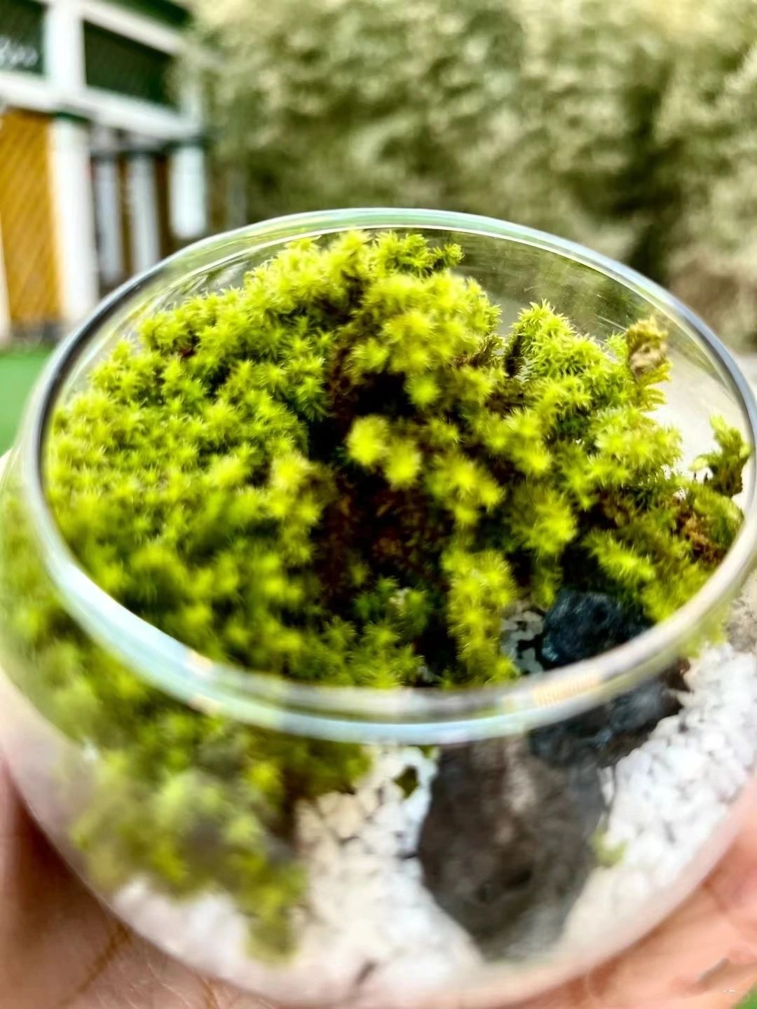 放慢脚步～养一盆能治愈自己的小植物吧！