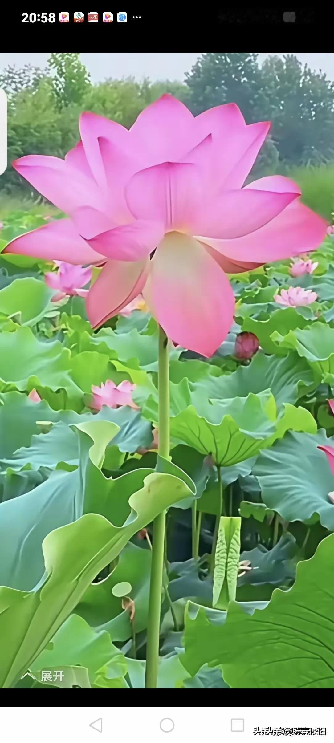 七律《赏荷》

池塘荷艳竞芬芳，
朵朵鲜妍引客忙。
轻拂柔风花自舞，
遥传十里暗