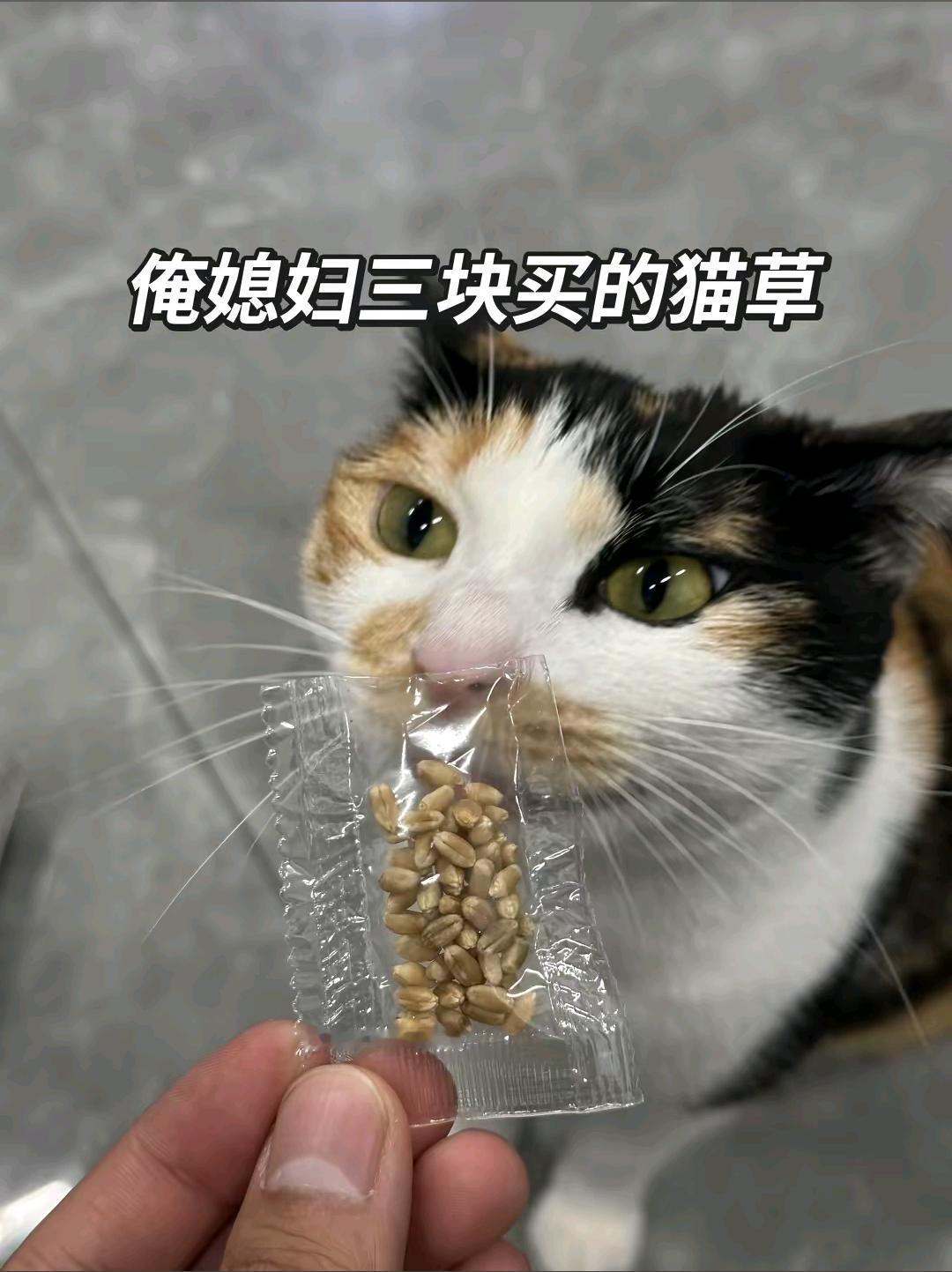 俺媳妇三块钱买的猫草

这位网友分享了一个真实的案例，他是收小麦等粮食的，结果他