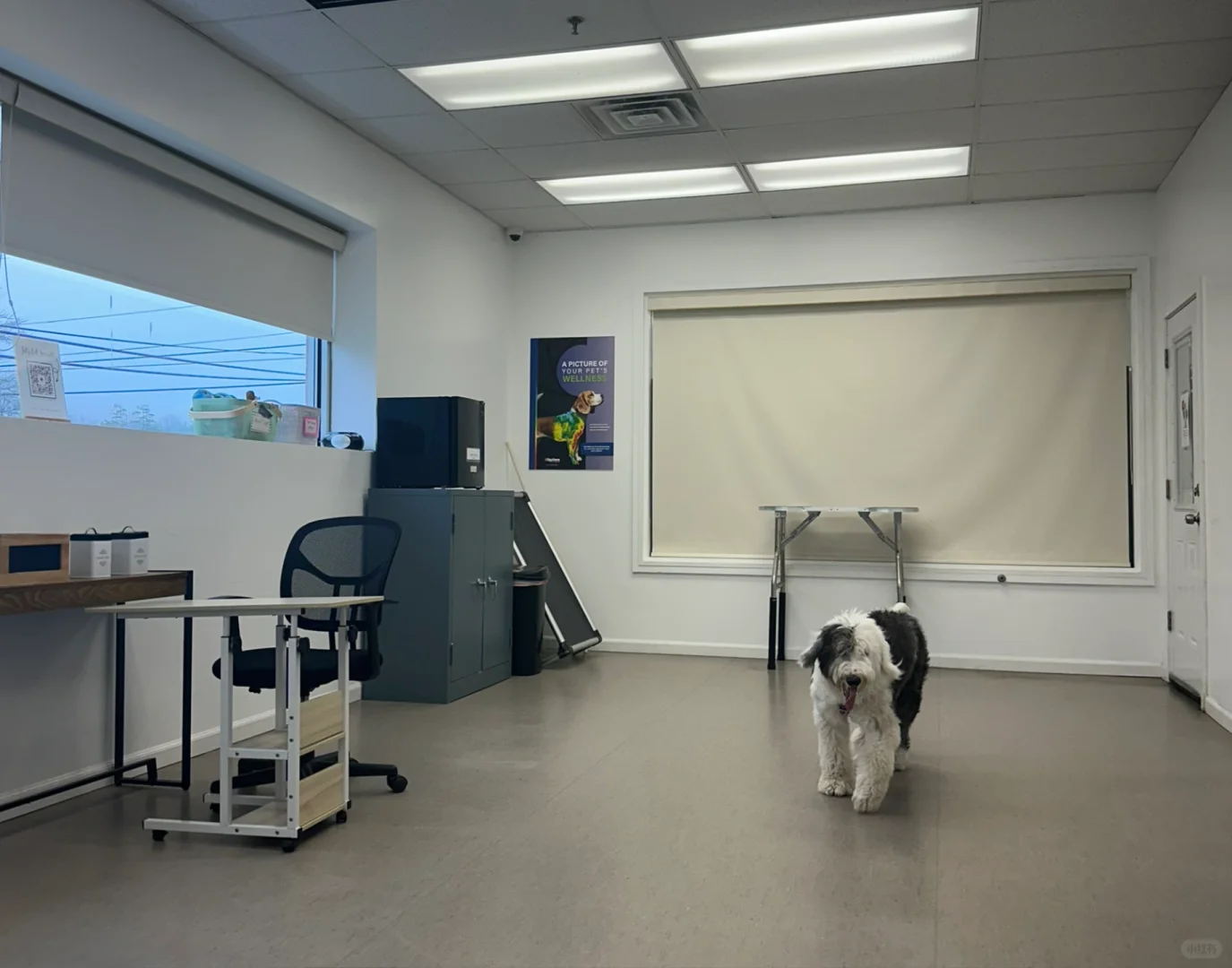 NJ狗狗看behaviorist治疗焦虑记录