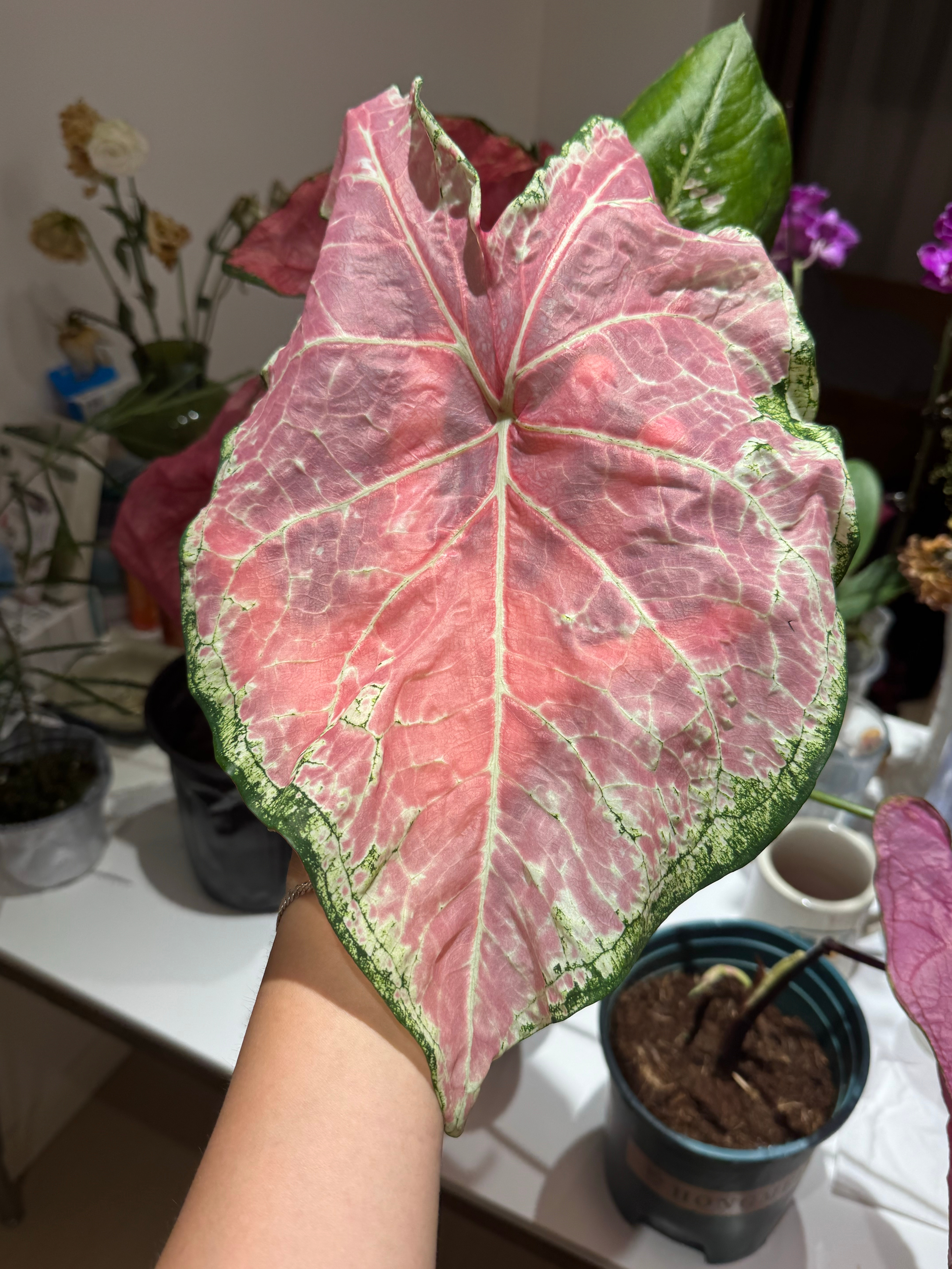 透亮 绚丽的 夏天 