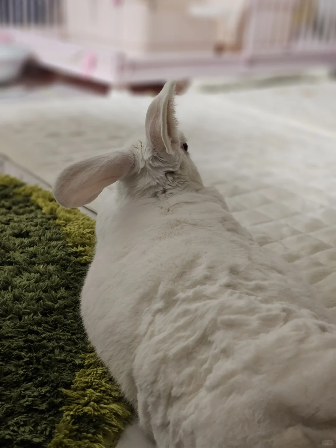 ₍₍⁽⁽(ી( ･◡･ )ʃ)₎₎⁾⁾晚安