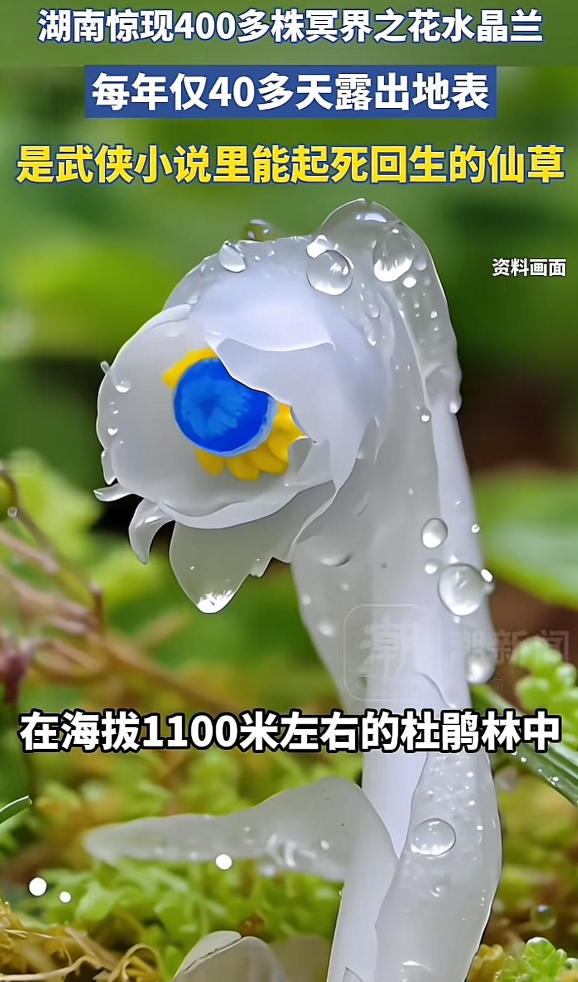 4月10日，湖南邵阳南山国家公园工作人员在海拔约1100米的杜鹃林内，发现400