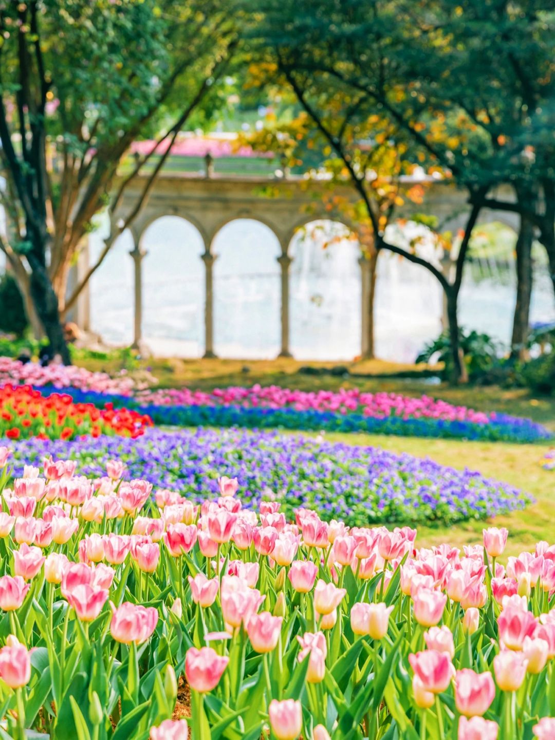 在广州‼️郁金香开好啦🌷比莫奈花园还要美🌈