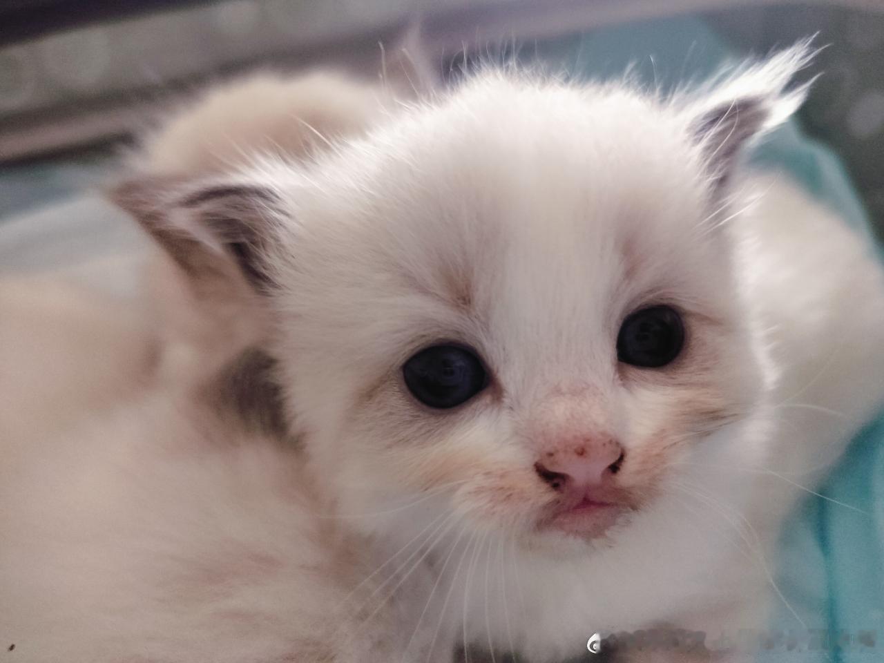 49801【丑猫】感觉开丑颜了 
