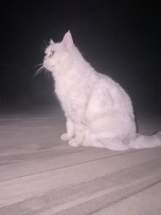 闪闪发光小仙猫