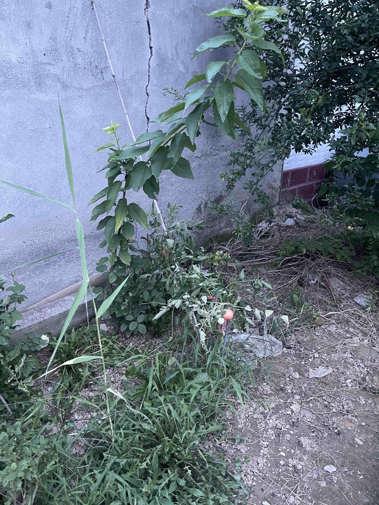 去年冬天我发现婆婆挺喜欢吃番茄的，所以刚开春三四月份我就在网上买了六棵番茄苗
四