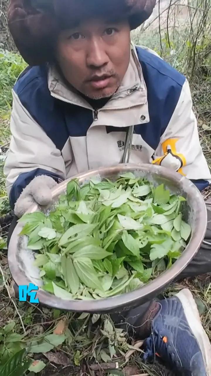 荒野生存真实生活分享：荒野吃不中毒的野菜。大家好，我是来自北京河北的山东人荒野作