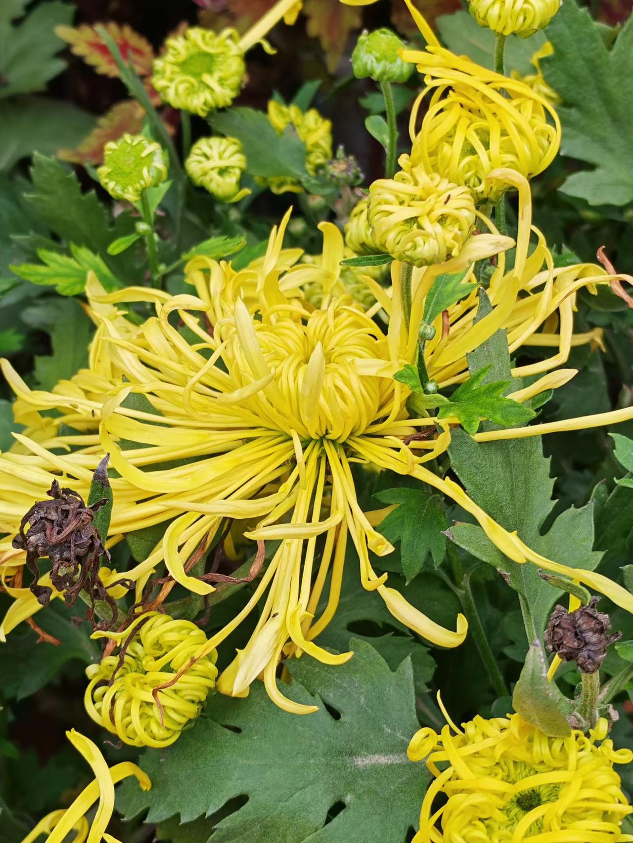 洛阳的秋，从不潦草。
 
牡丹惊艳了春天，秋菊温柔了深秋。
 
趁着秋光正好、花
