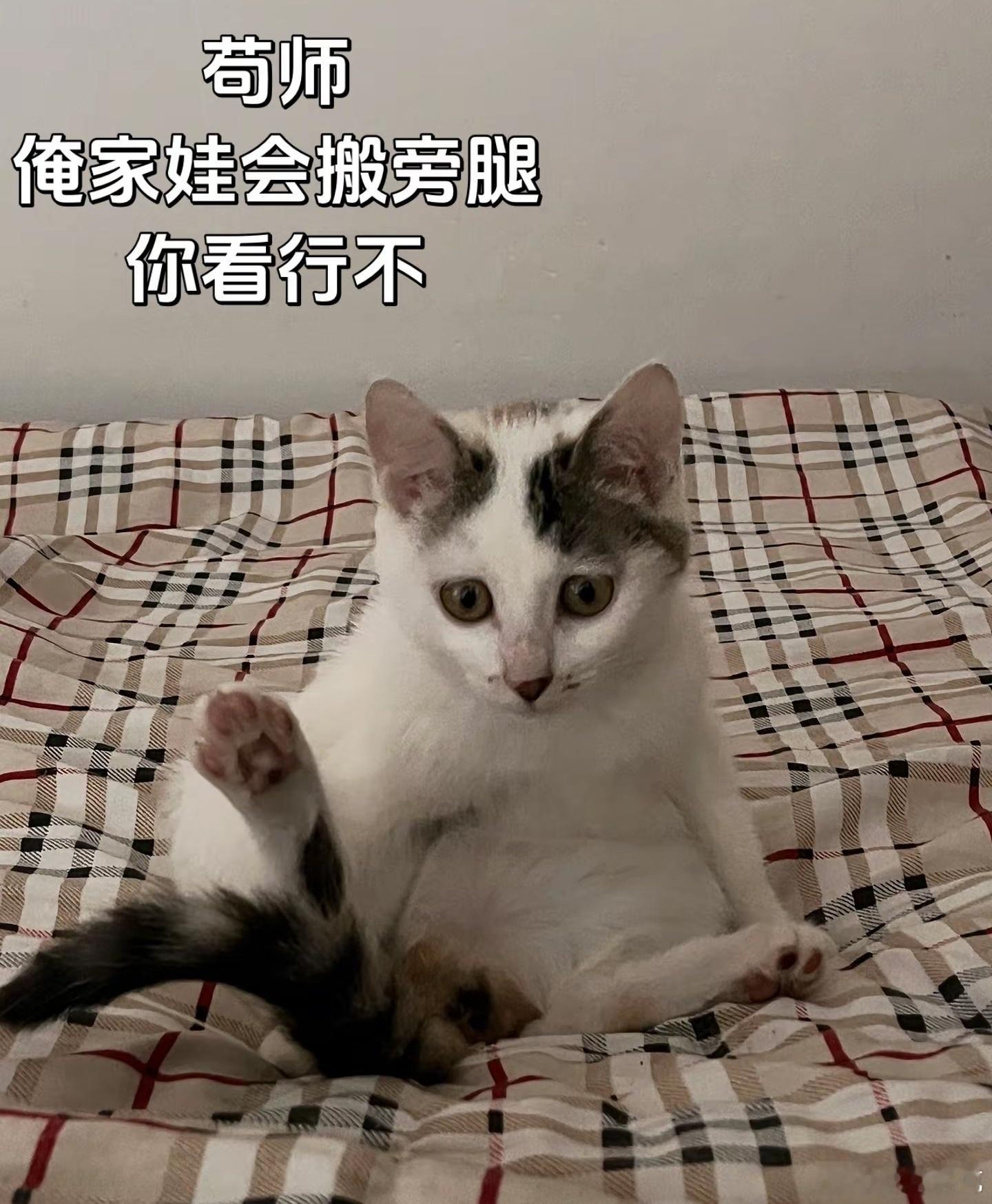 苟师能收下娃不，今天抖上刷到不少这个主角的梗