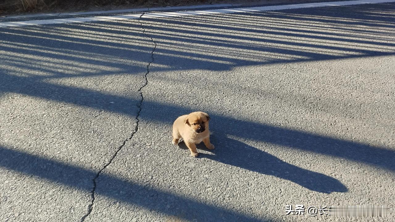 昨天在东乌素图杏花谷遇到的小狗
🍁这是正宗中华田园犬。它们虽小却非常警觉，担心