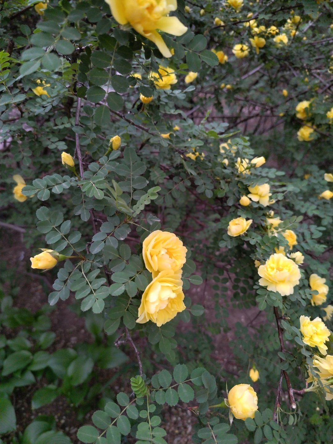 很喜欢的花儿开了～ 