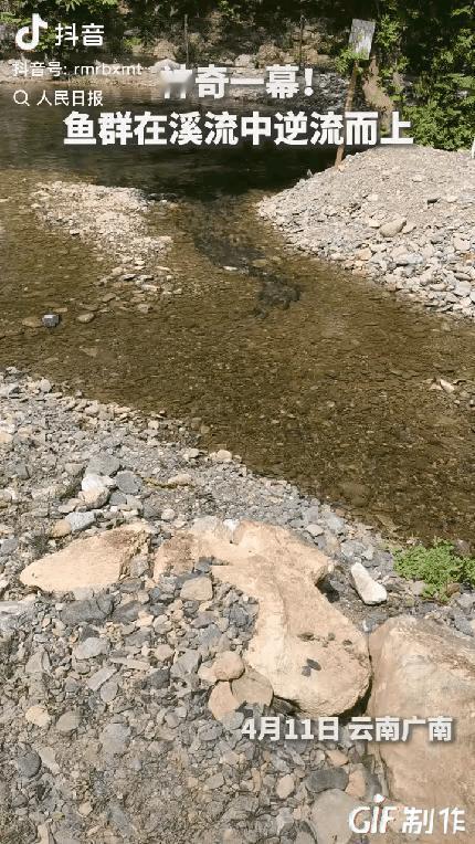 “这鱼群做梦都没想到它上人民日报了！”云南广南，一女子在溪边散步，不料刚走到浅滩