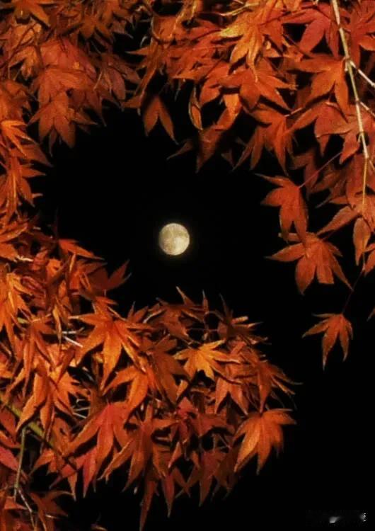 昨夜清风疏绿柳
五更明月洗红枫[祈祷]