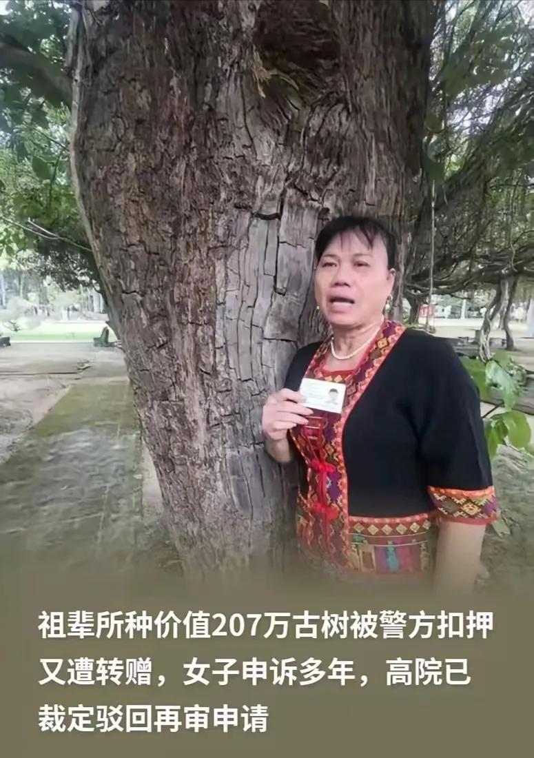 海南，村民符彩轮家里有一棵祖辈栽种的重阳树，树龄超过百年，专门做过价值评估，评估