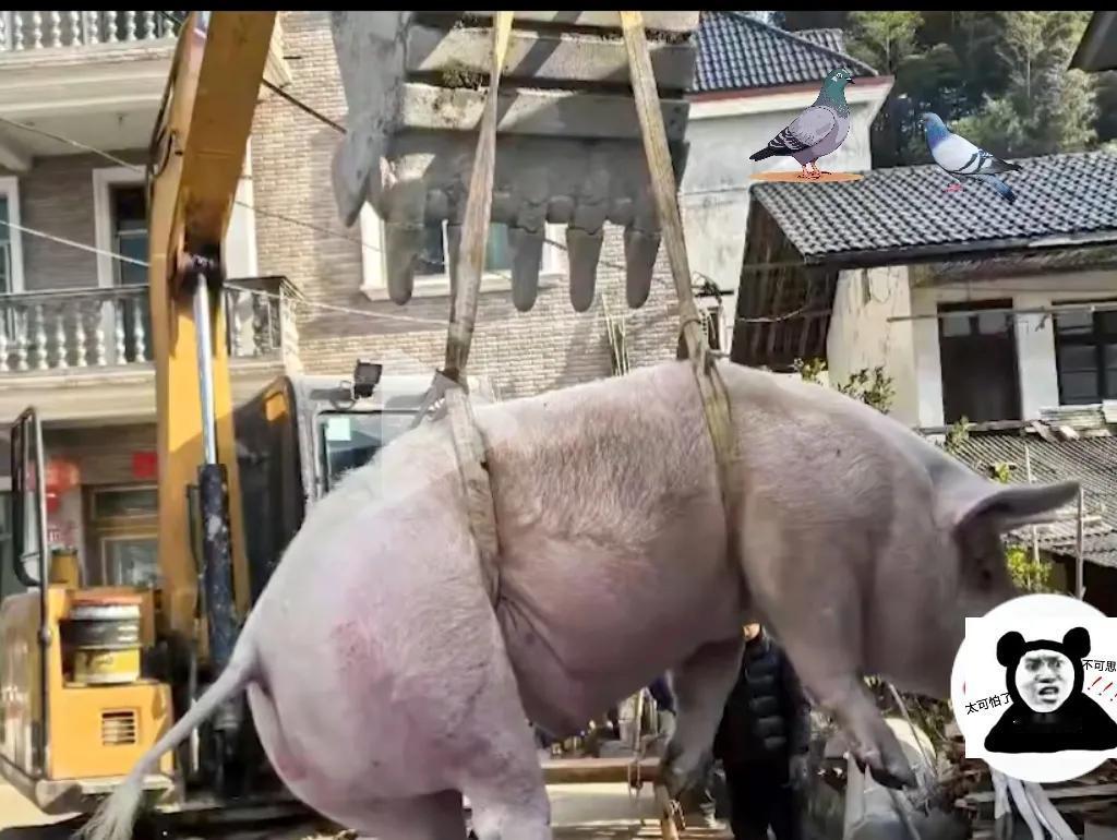 一农户养了7年的猪🐖，今天要出栏了，还雇了一辆大吊车，把足足有500公斤重的猪