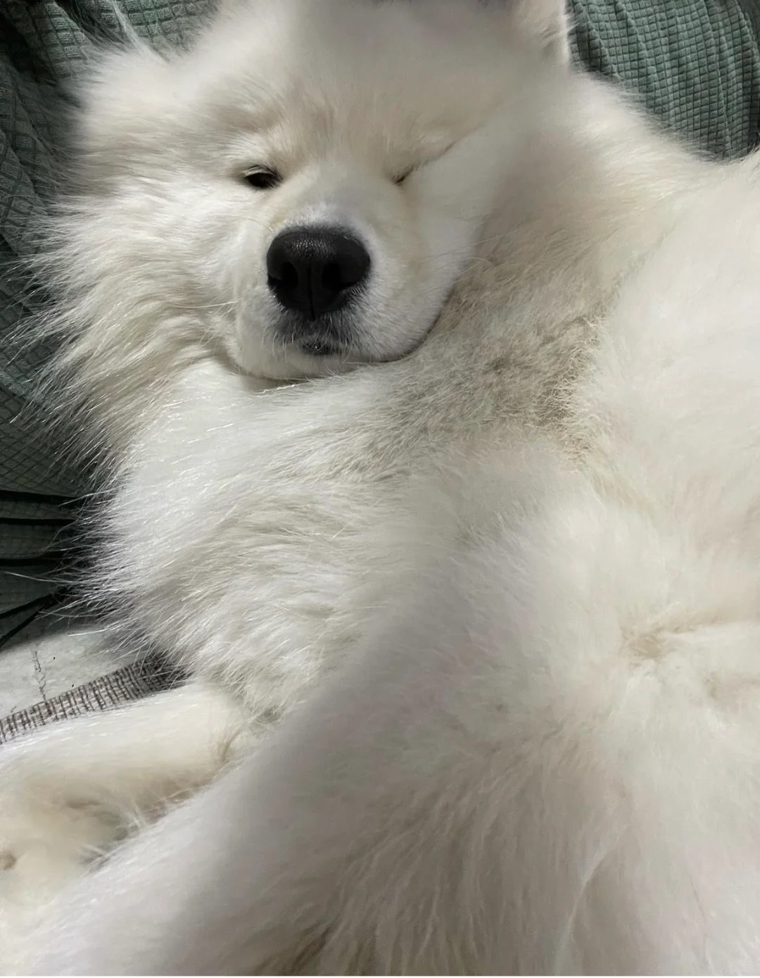 狼祖宗:人类这些年都是驯化的什么些玩意啊