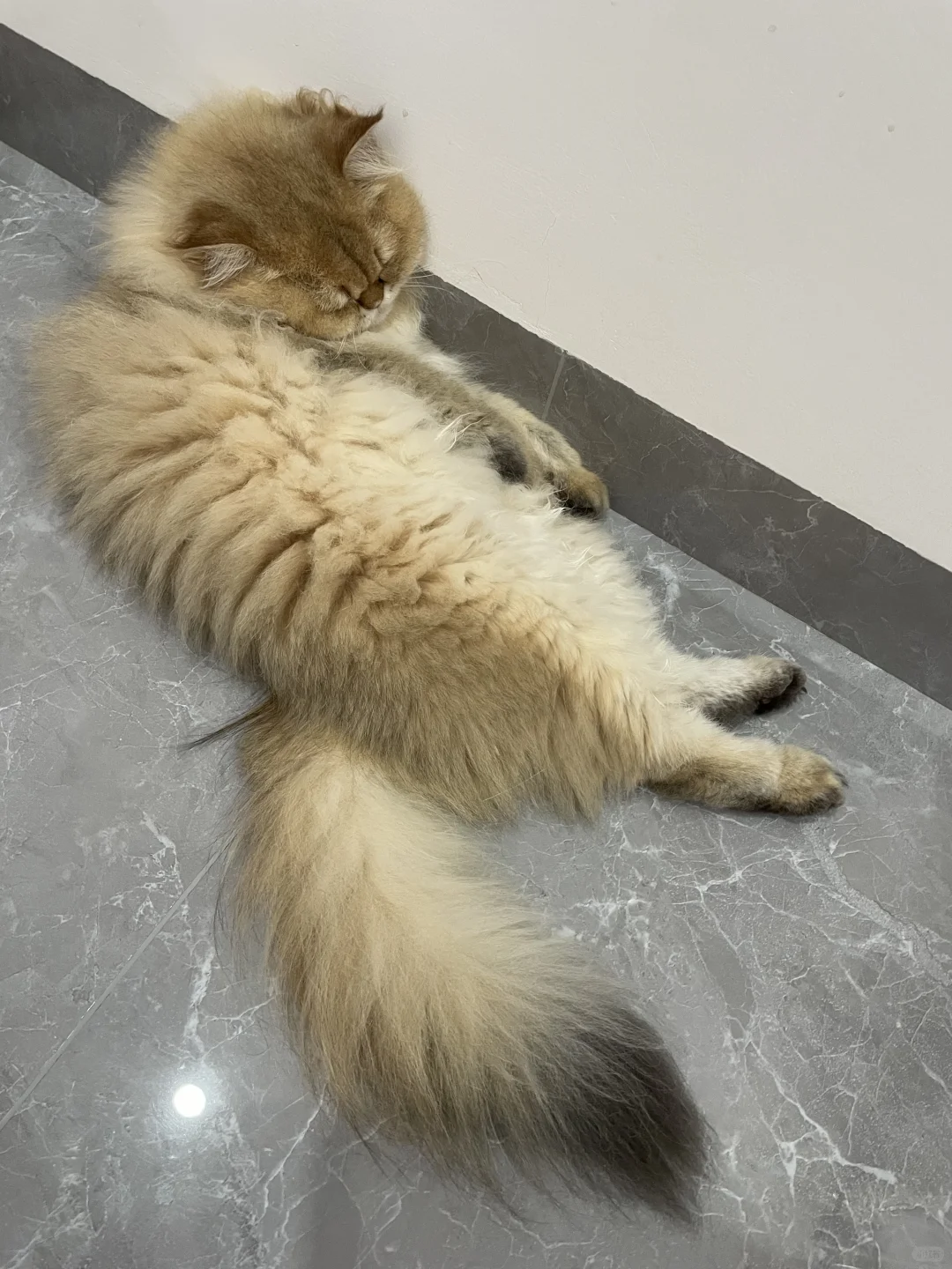 猫咪能有多妖娆 谁家好猫这样睡觉💤