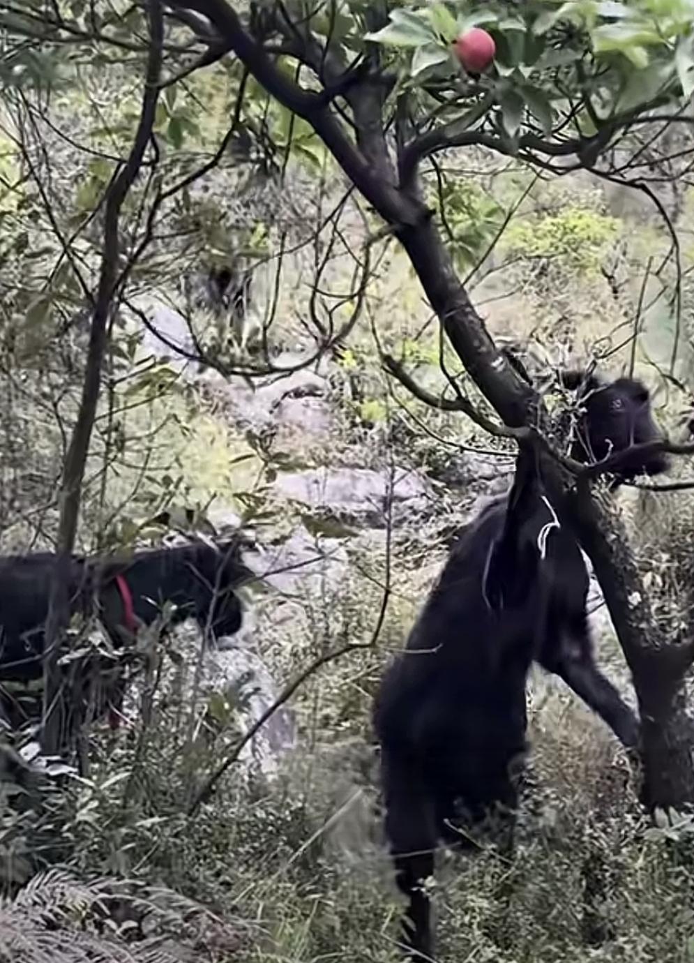 黑羊在山里摘红果