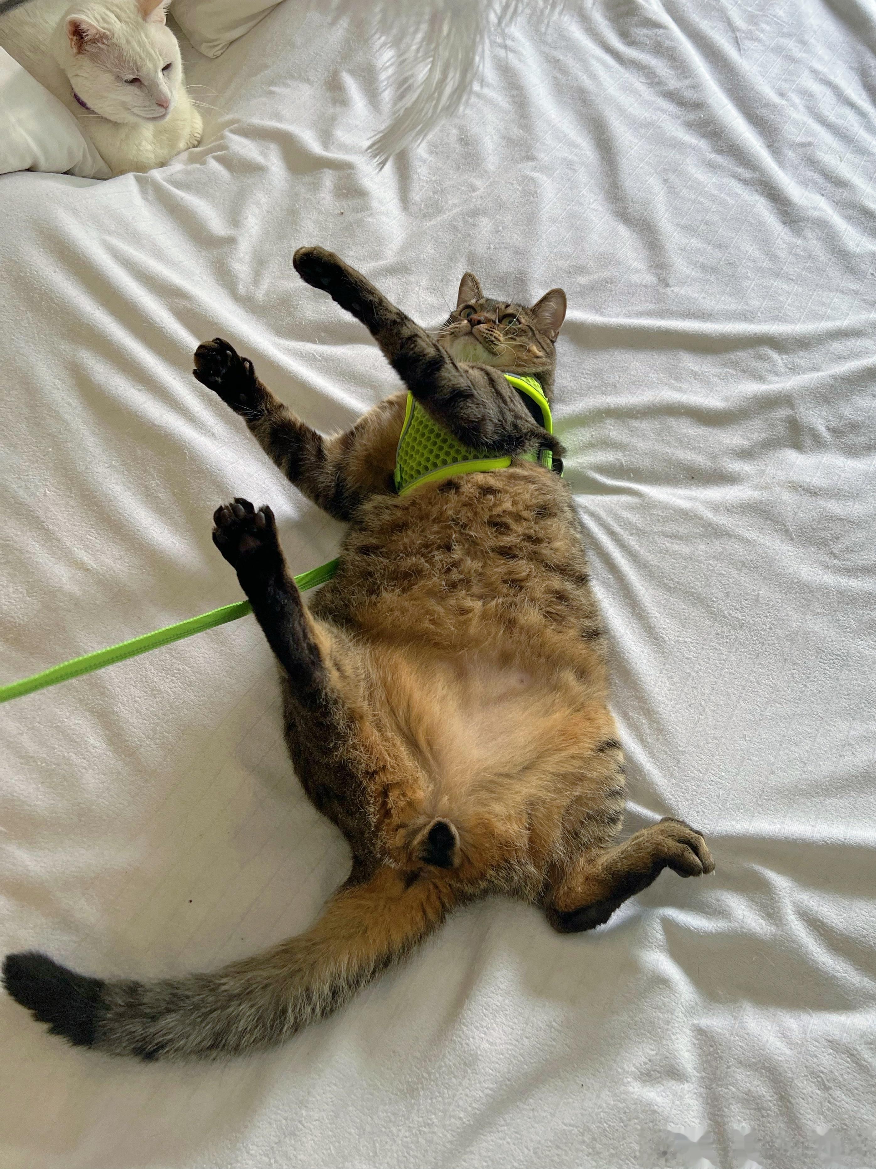 带着胸背不开心，用逗猫棒分散分散注意力，果然还是小孩子，一哄就好… ​​​