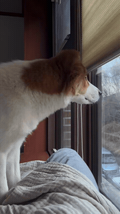 看到它心爱的人儿了