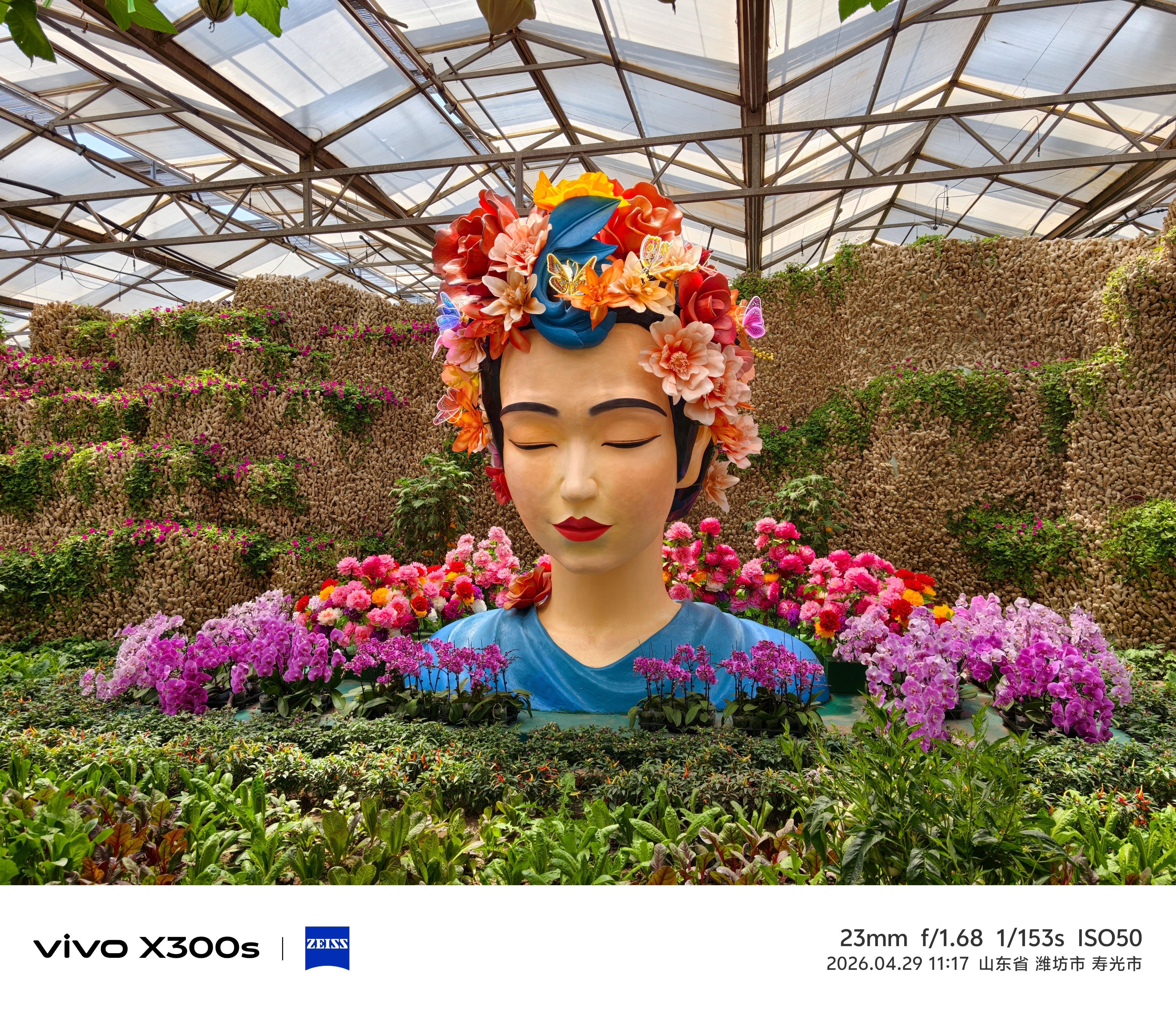 今天逛了山东省寿光市蔬菜高科技示范园，这里有超大的南瓜哈哈，最大可达400多斤，