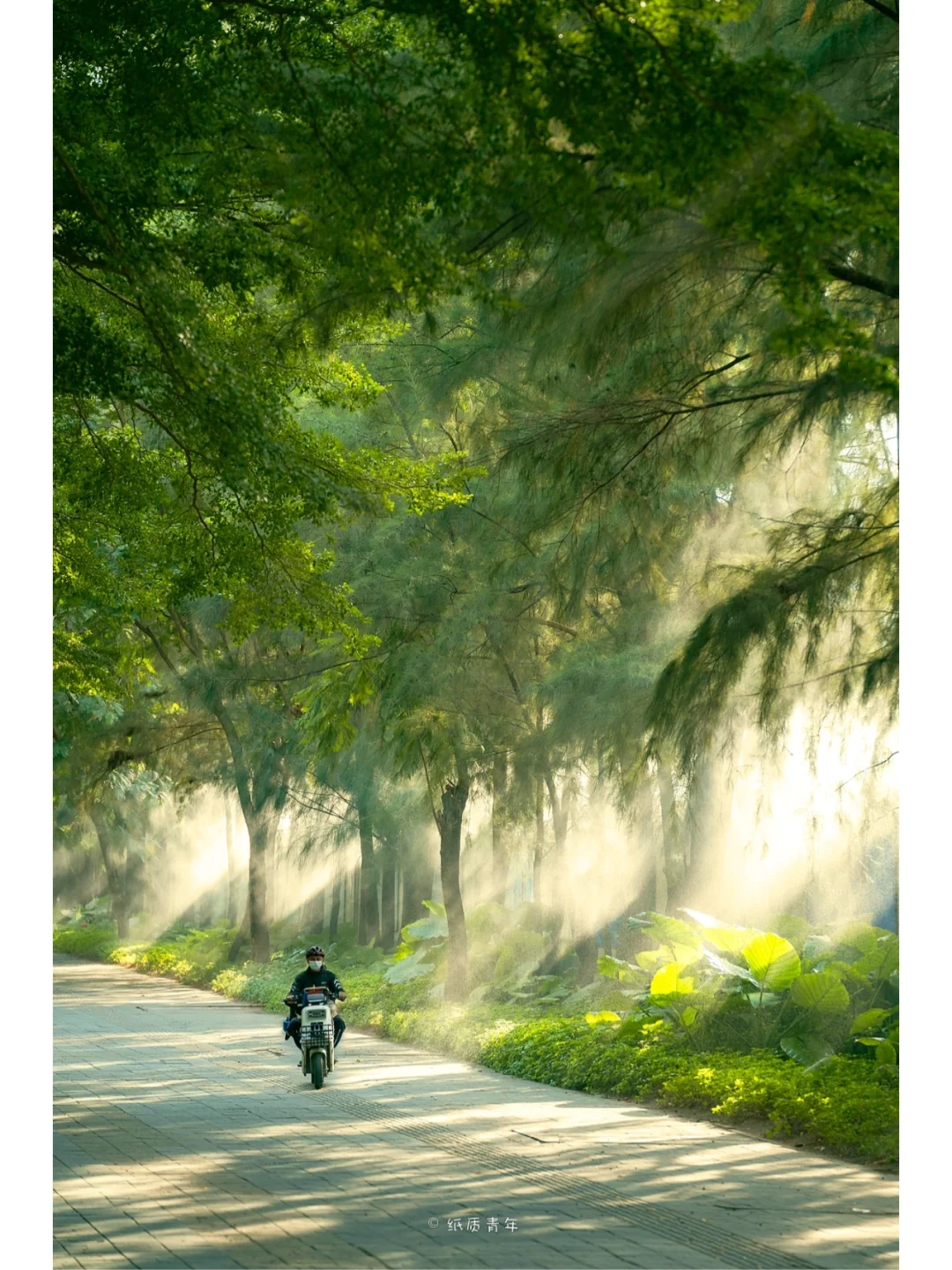 深圳小众打卡地|在城市寻找森林之光🌳