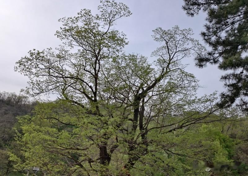 如果一个村的村支书能够当上人大代表，那么这个村的建设一定是牛的不得了。
石家庄市