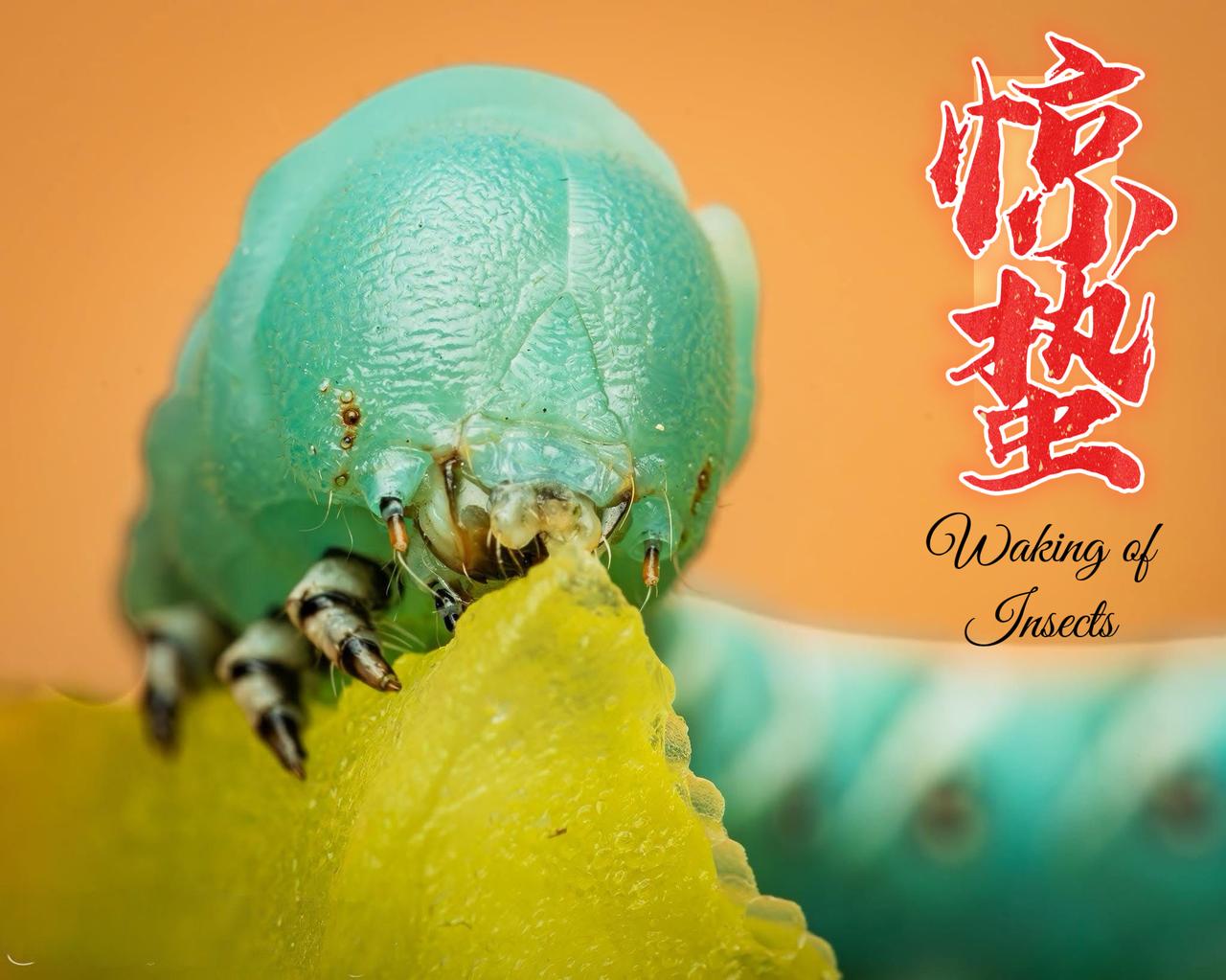 惊蛰虫鸣，万物皆醒，春意盎然

惊蛰无声