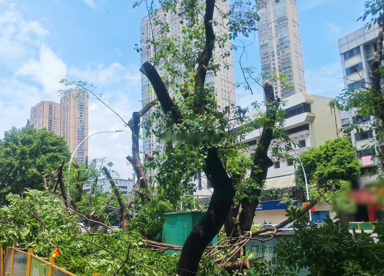 福州工业国货路改造提升即将进入全面施工建设 

沿线标段的苗木移植有序开展中
