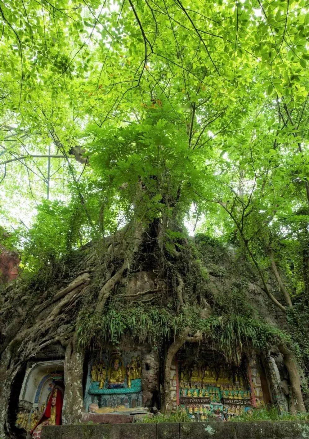 千年古树抱千佛！四川1400年黄葛树，藏着天地联手的千年奇迹
 
千年古树抱千佛