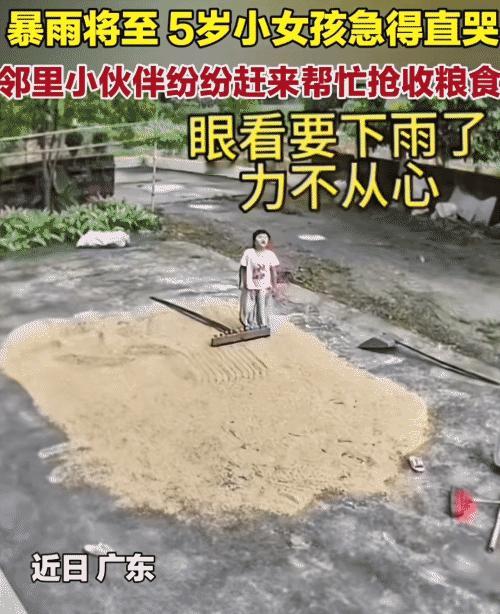感动！即将下雨，5岁小女孩看晒的稻谷要淋湿，急得直哭。没想到，她小伙伴们听到她的