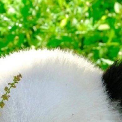 熊猫守护者 🐼熊猫守护者 🐼森林驿站 不乱于⼼，不困于情。不畏将来，不念过往