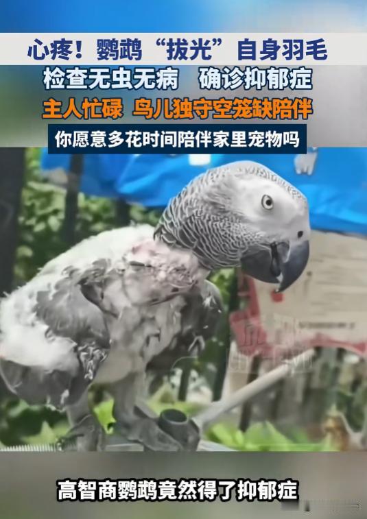 万万没想到！7月28日报道，河南郑州，一只鹦鹉喜欢自残，除了翅膀尾部和头顶外，其