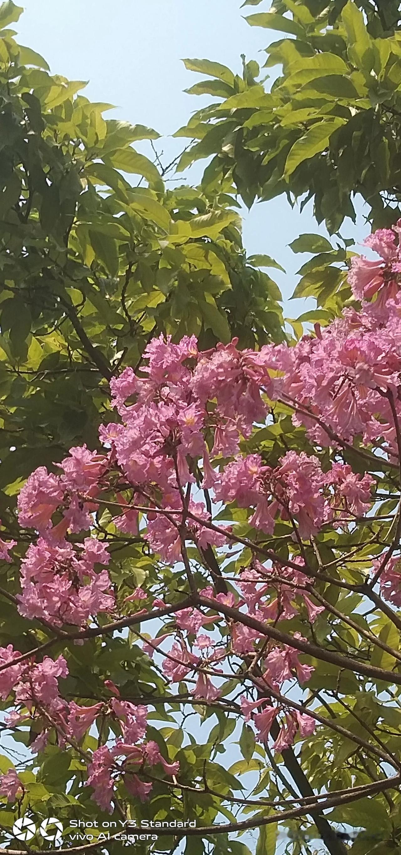 上联：千株枫叶随山近，请你对下联百朵花儿齐争艳