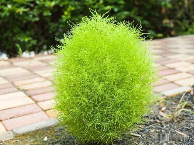 侄女一模成绩509分，第一志愿我让孩子报了济宁实验中学，没有首选济宁一中和育才中