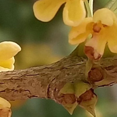 每日一善 🌞阳光信用[微风]细碎金桂缀满枝头，淡淡花香悄然漫开，心怀善意，静待