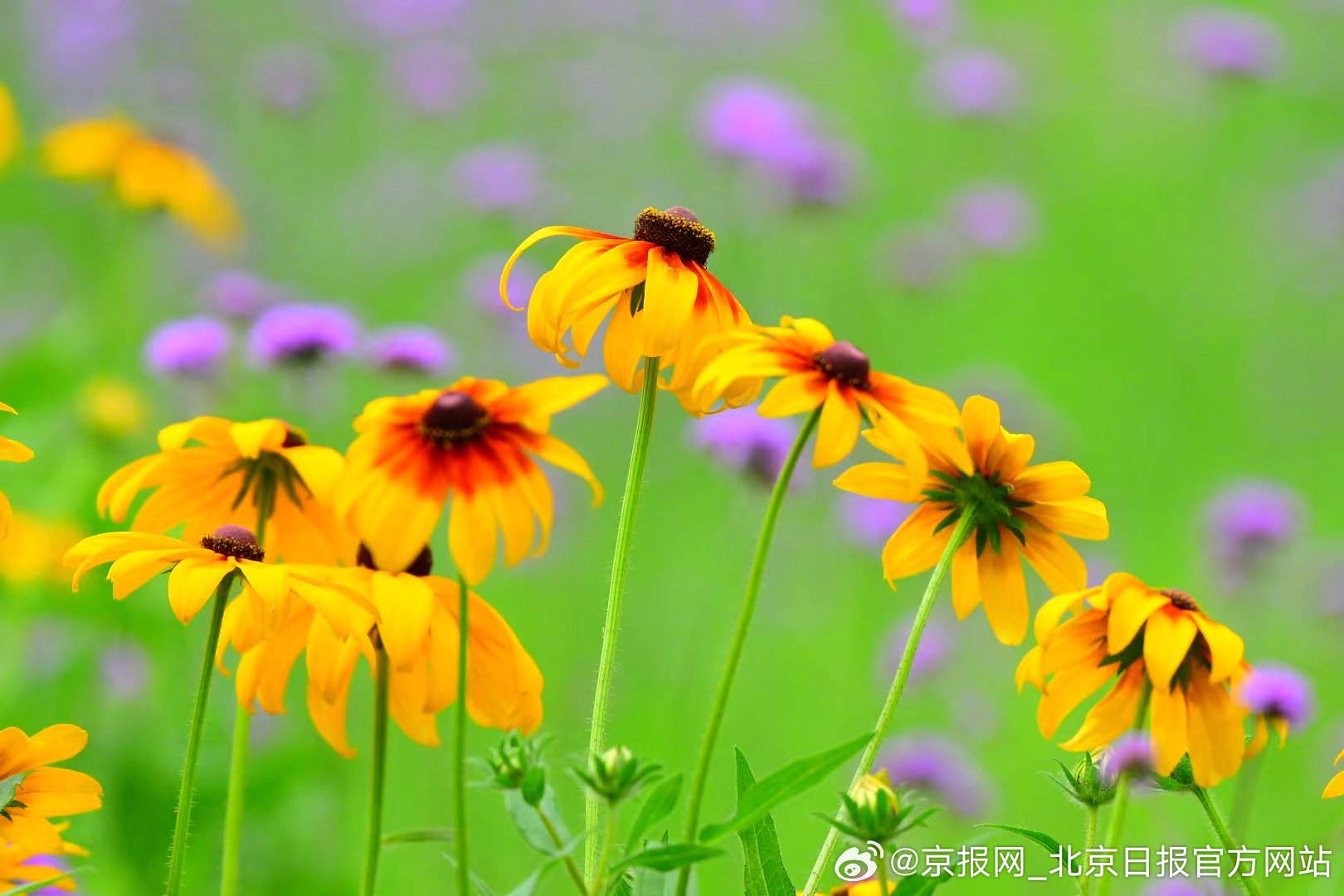 【#北京缤纷花海惊艳了夏天#】#奥北森林公园马鞭草花海绝绝紫# #今天北京真好看