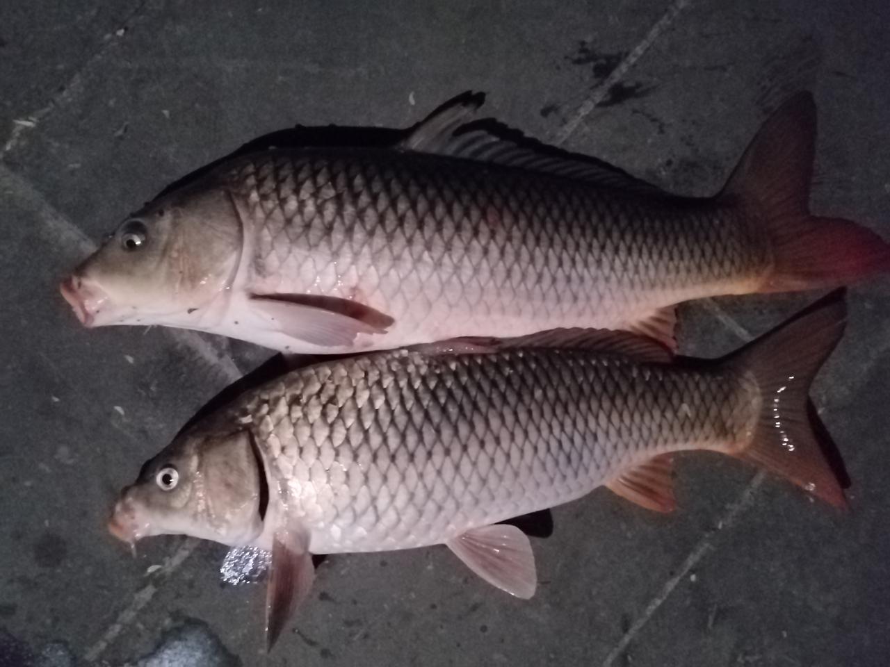 昨天傍晚在江边钓到了两条理鱼，一条13斤，另一条15斤，喜获丰收！春天里钓鱼的快