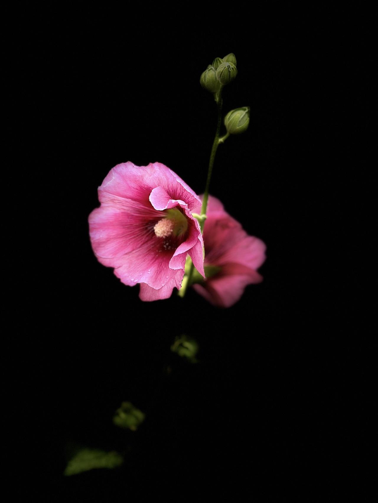 黑暗背景的花