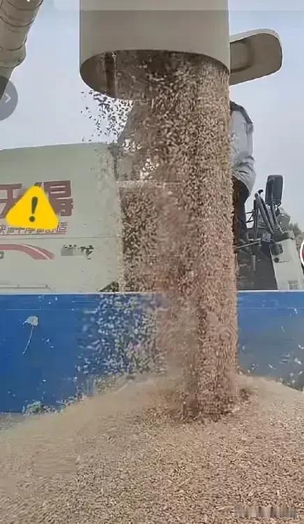 谁说农民种粮食没利润？

我种的五亩地小麦今年再获丰收，平均亩产在1200斤以上