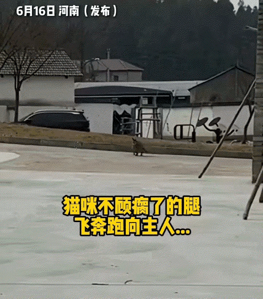 河南，一女子养了两年多的腿脚残疾猫咪，因最近掉毛多被家里人偷偷丢掉了，女子得知后