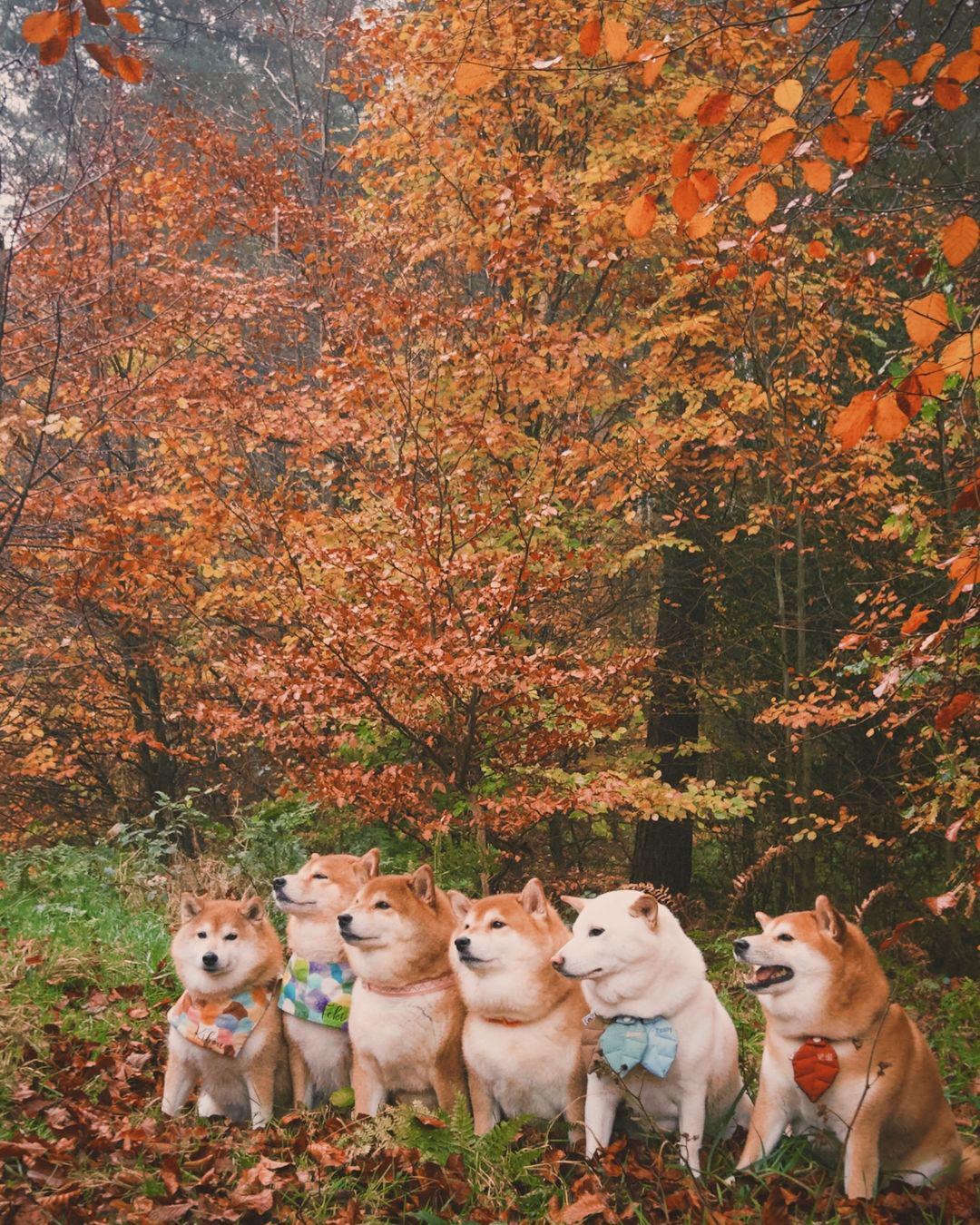 养猪经验交流大会
