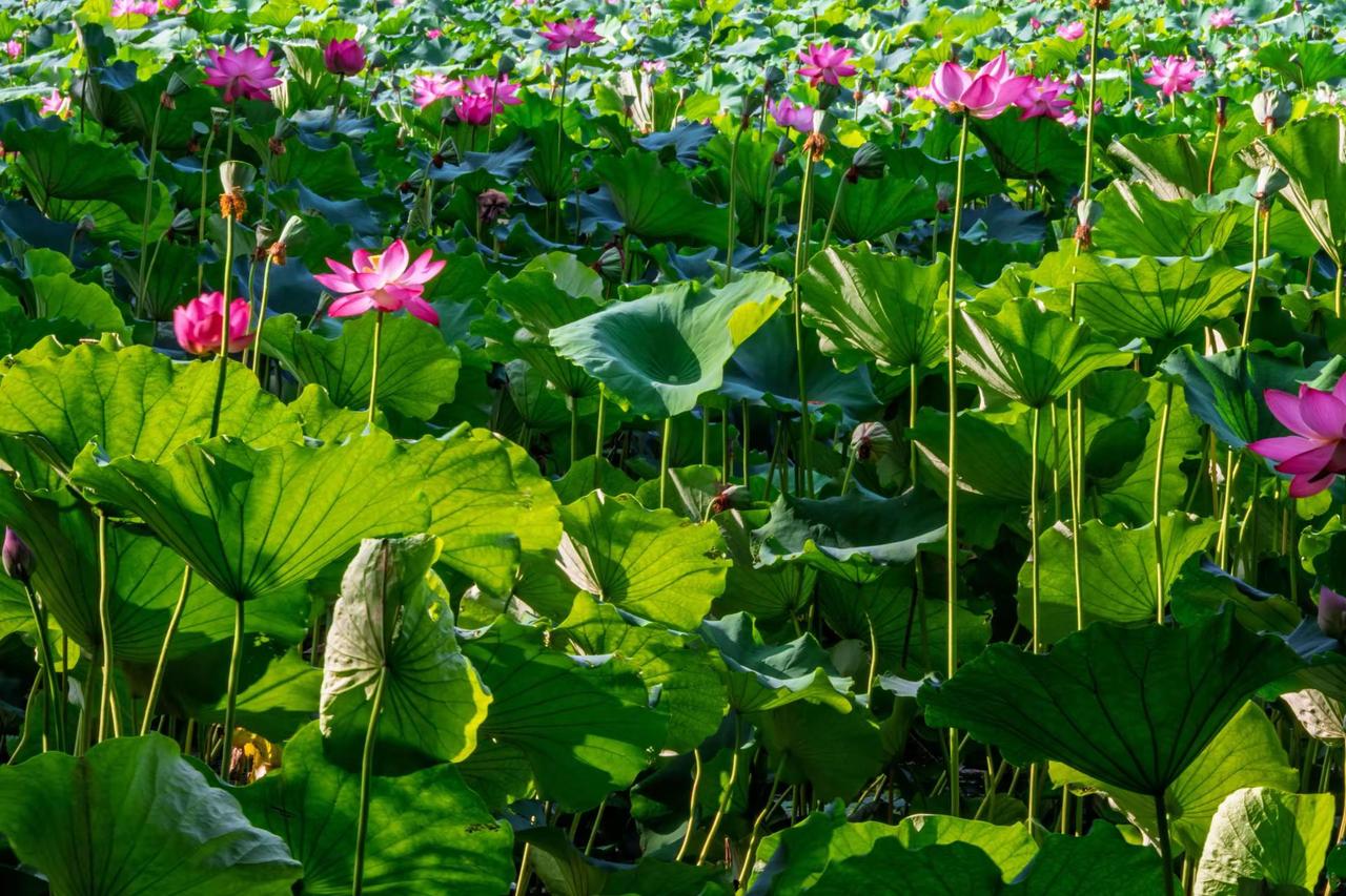 南京玄武湖。南京玄武湖正是赏荷好时节 夏有荷花满池塘 诗情画意的荷塘美景 满塘荷