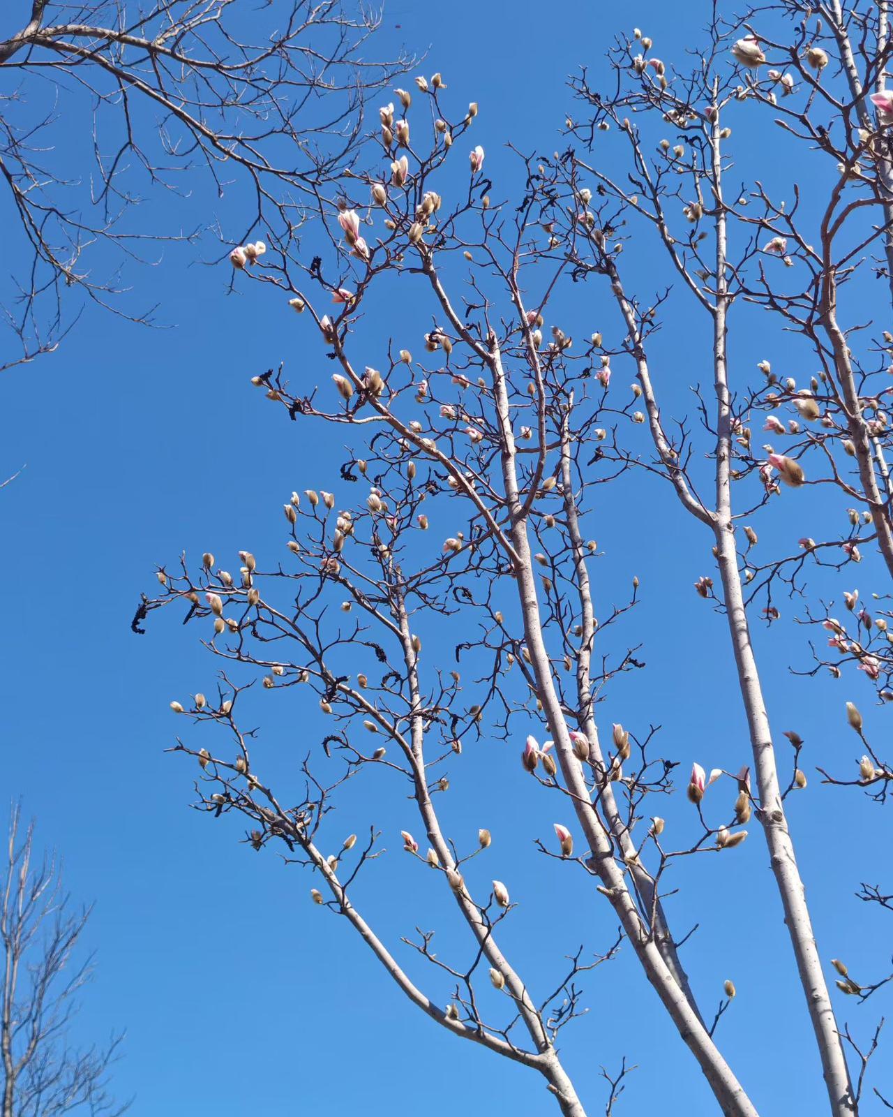 分享一下你随手拍下的照片春天的故事，姹紫嫣红，五颜六色，七彩斑斓[送自己一朵花]