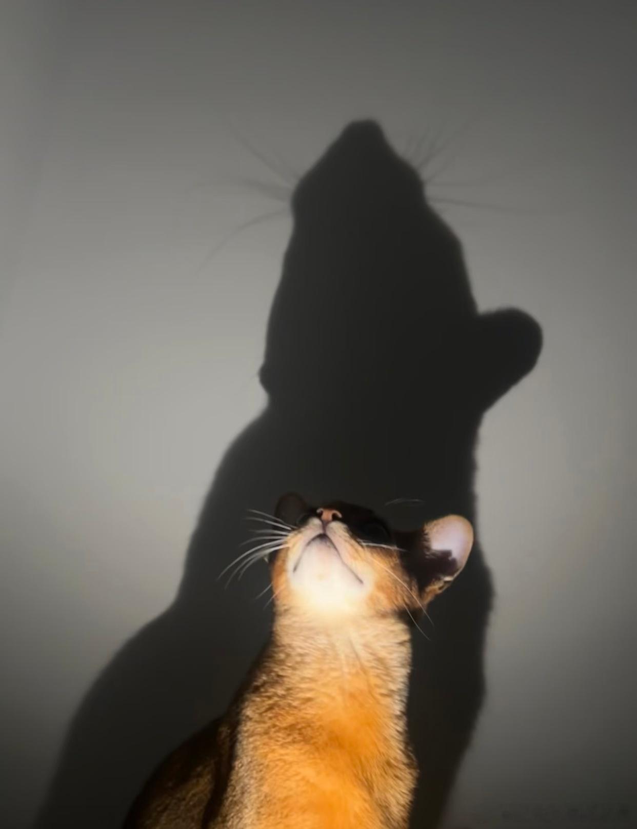 论如何将猫拍成鼠一直以为自己养的是猫，没想到其实是黄皮耗子，摄影界来了个天才。校