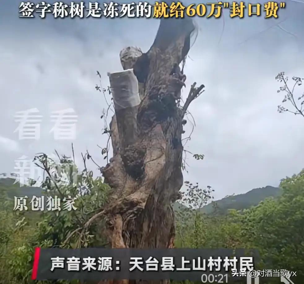 投资73亿的工业园区容不下两棵古树
 
600年的苦槠树，500年的樟树做梦都想